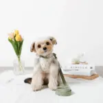 チューリップ柄ハーネス+リードSET【名入れ刺繍対応】【旧モデル】 - Image 3