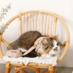 ナチュラルフラワーハーネス＋リードSET【名入れ刺繍対応】【旧モデル】 - Image 10